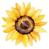 🌻