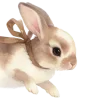 🐰
