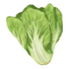 🥬