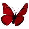 🦋
