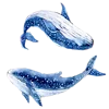 🐋