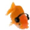 🐠