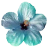 🌺