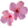 🌸