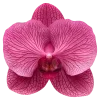 🌸