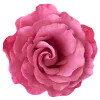 🌸