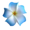 🌼