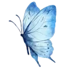 🦋