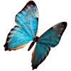🦋