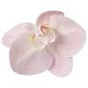 🌸