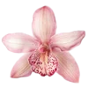 🌸