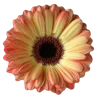🌼