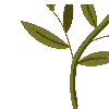 🌱