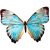 🦋