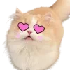 😍
