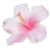 🌺