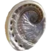 🐚