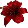 🌺