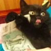 💰