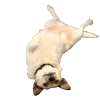 🐶