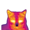 🐱