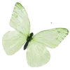 🦋