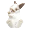 🐰