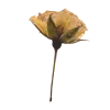 🌼