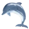 🐬