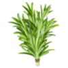🌱