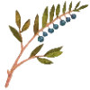 🌿