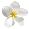 🌺
