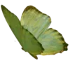 🦋