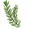 🌲