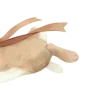 🐰