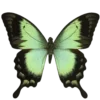 🦋