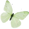 🦋
