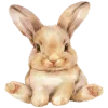 🐰