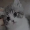 🐈‍⬛