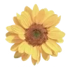✨