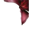 🌺