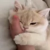 🐈‍⬛