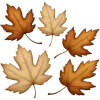 🍂