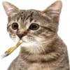 🐱