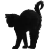 🐈‍⬛