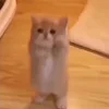 🐈‍⬛