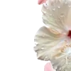 🌺