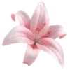 🌸
