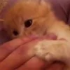 🐈‍⬛