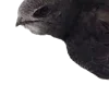 🐦‍⬛